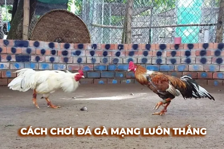 Cách Chơi Đá Gà Sabong Tại Fun88 Chuẩn Xác Cho Tân Thủ